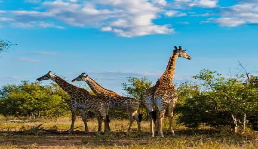 Kruger National Park 5