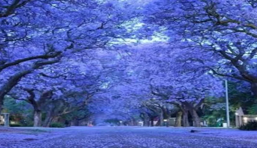 Pretoria (Jacaranda) City 4