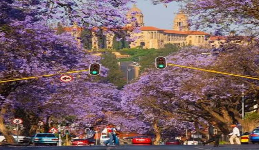 Pretoria (Jacaranda) City 1