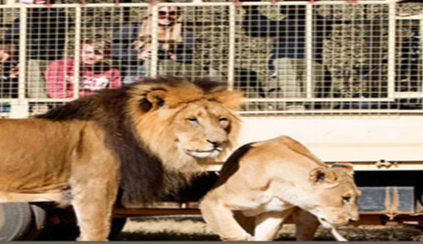 Lion and  Safari Park 1