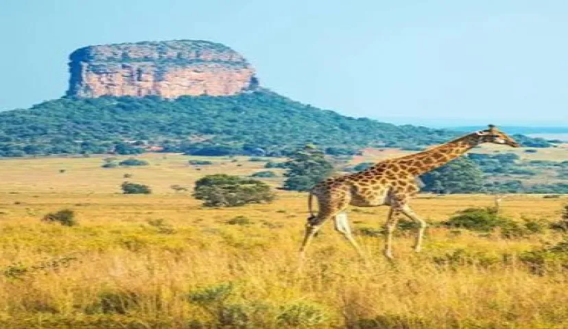 Kruger National Park 4