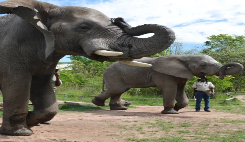 Elephant Sanctuary 1