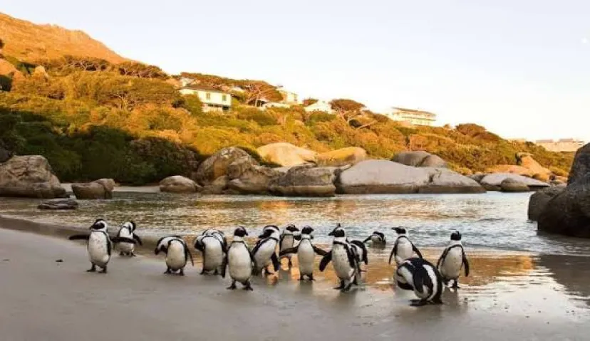 Boulders Beach