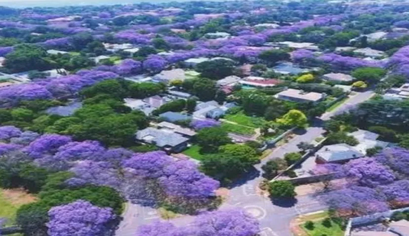 Pretoria (Jacaranda) City
